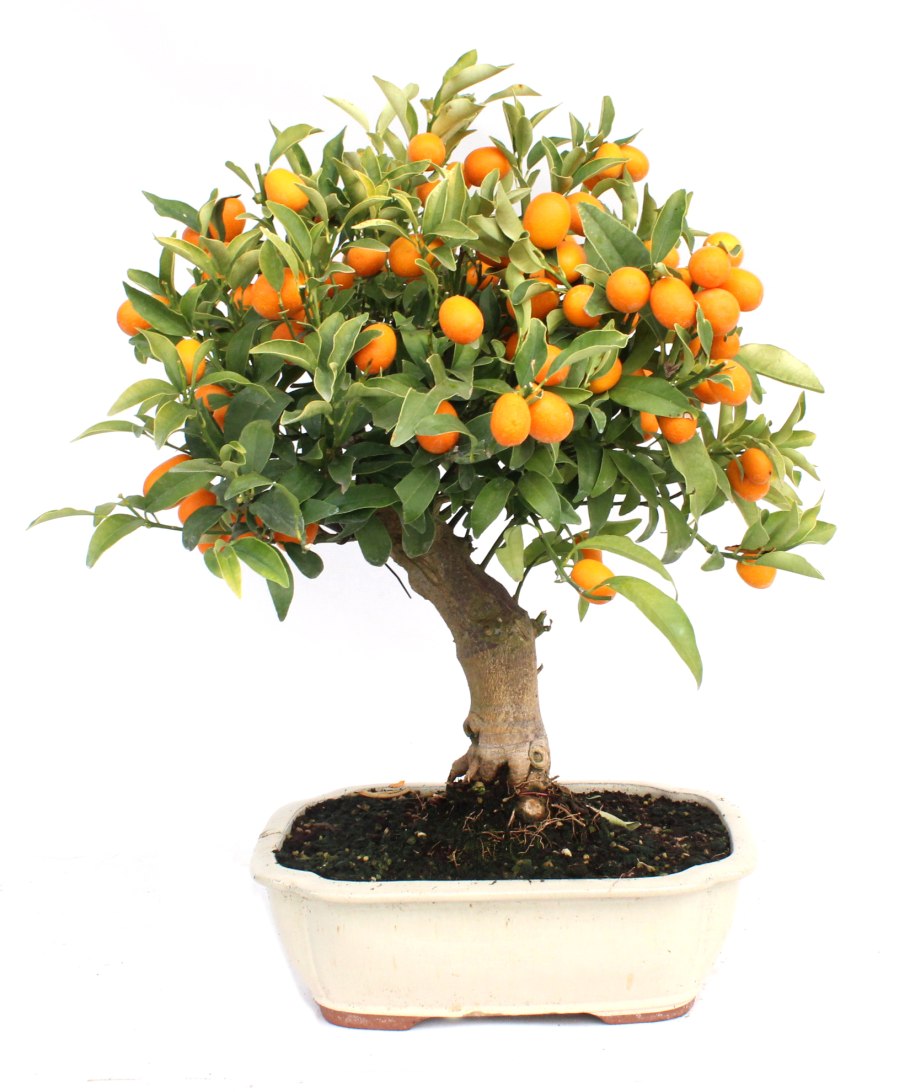 Kwekerij jongerling цитрус Orange