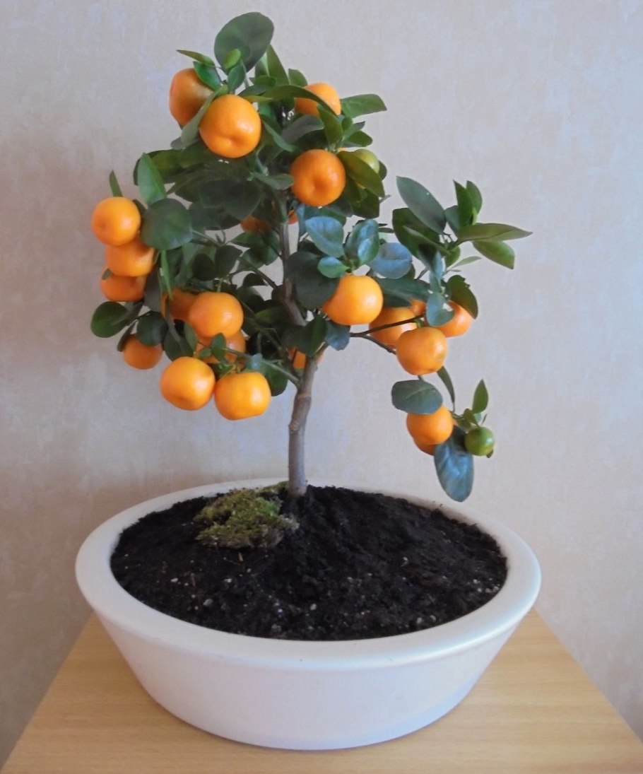 Бонсай мандариновое дерево
