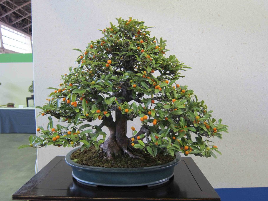 Бонсай апельсин