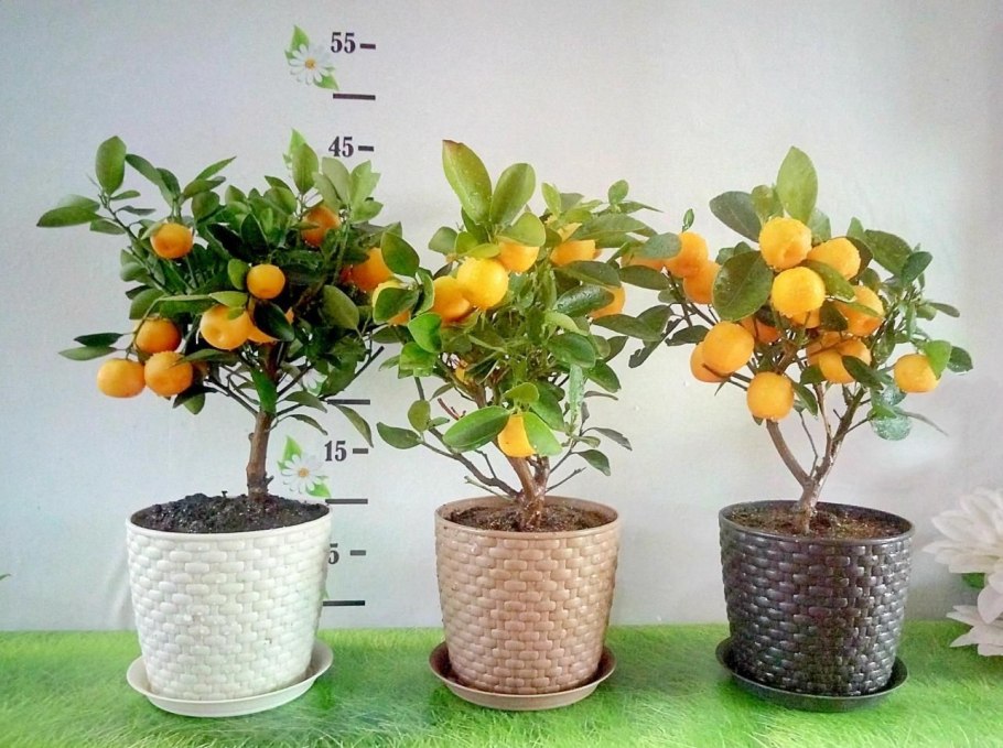 Мандарин дарахти