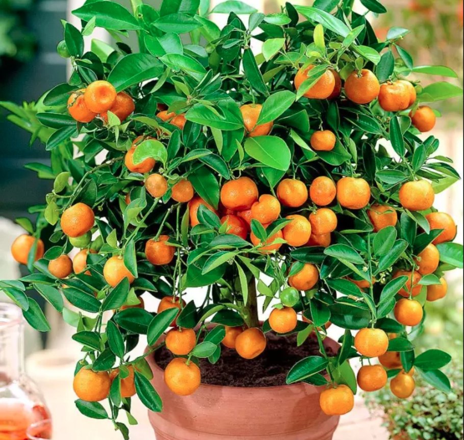 Бонсай стиль Хокидати