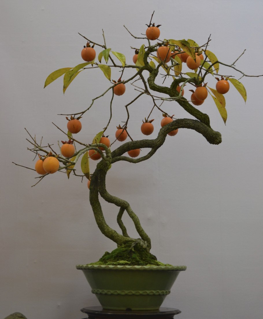 Колоновидные мандарины