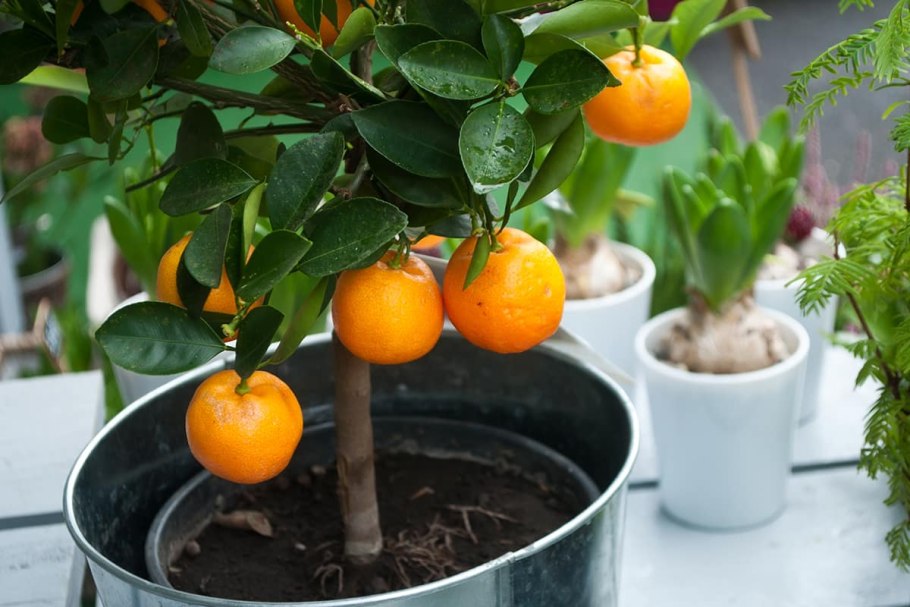 Банзай оранжевый