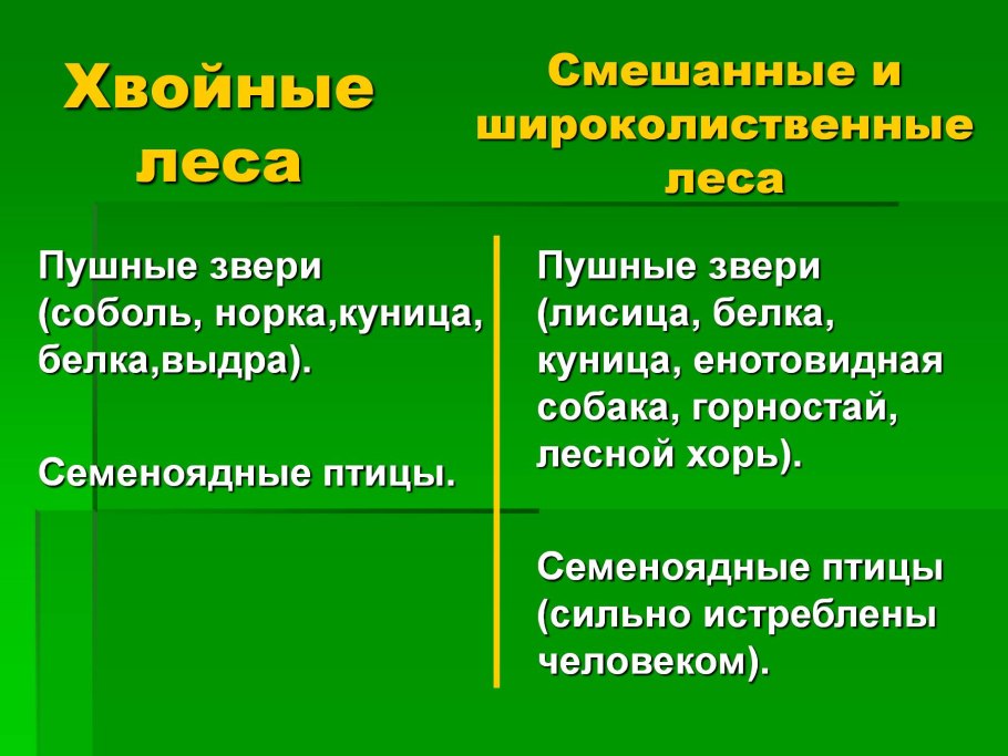 Сходства хвойных и лиственных лесов