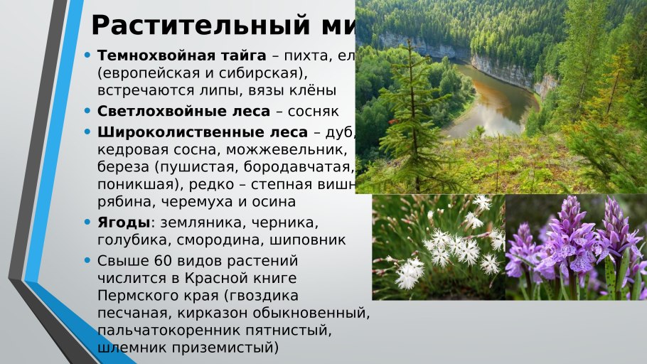 Пермский край Тайга растительность