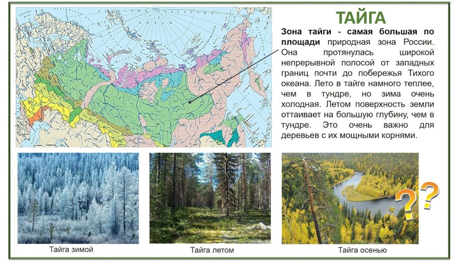Тайга презентация