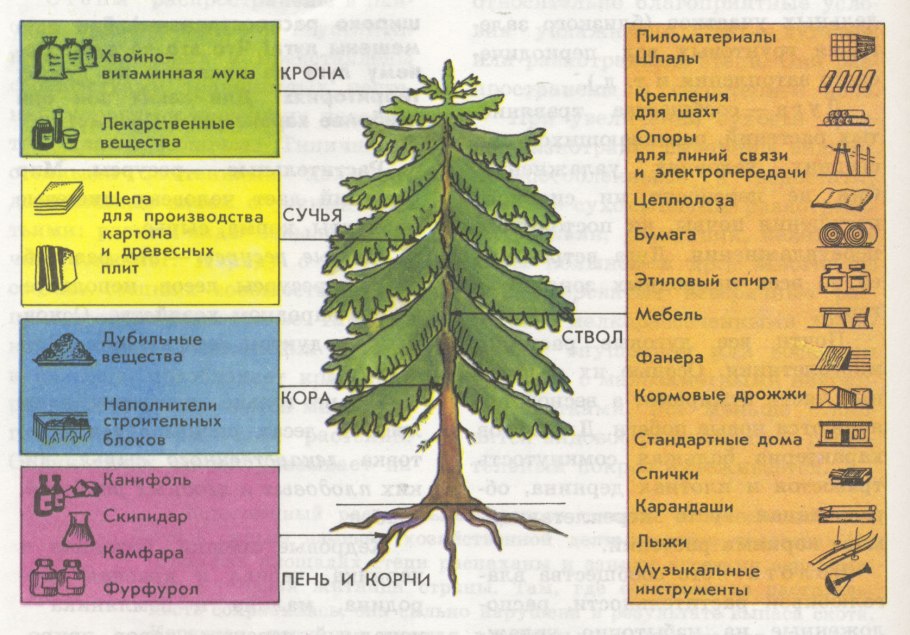 Корневая система сосны и ели