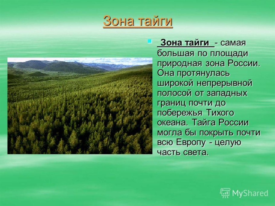 Тайга природная зона 4 класс