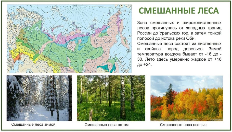 Расположение смешанных и широколиственных лесов в России на карте