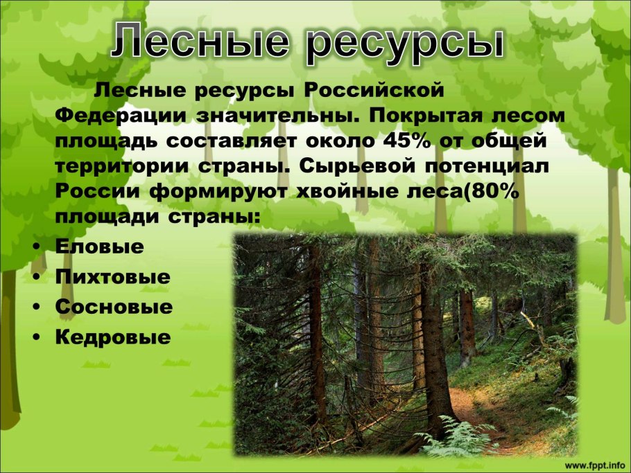 Дубово Сосновый лес