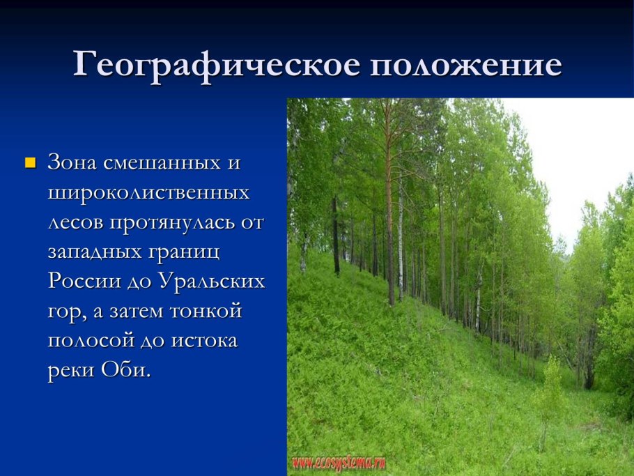 Зона смешанных широколиственно-хвойных лесов расположение в России