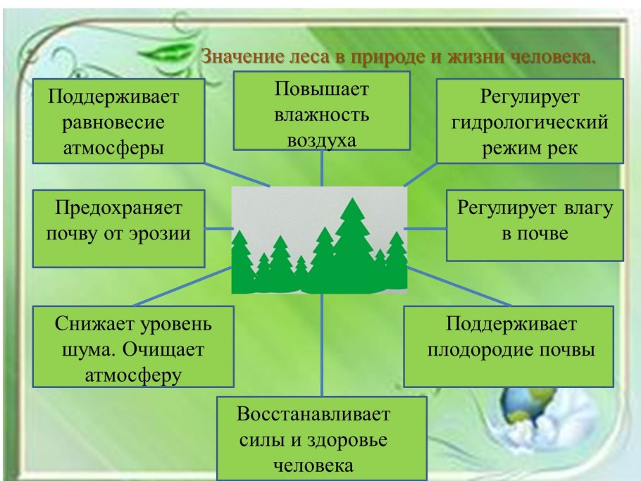 Значение леса в природе