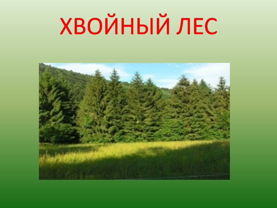Сосна Хвойная порода