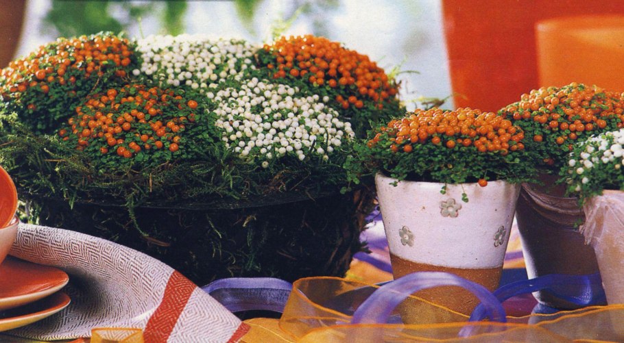 Нематантус грегариус