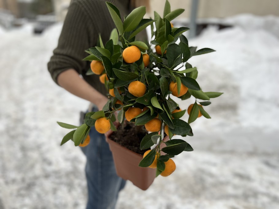 Фортунелла кумкват бонсай