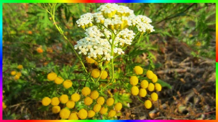 Пижма Ботаническая иллюстрация