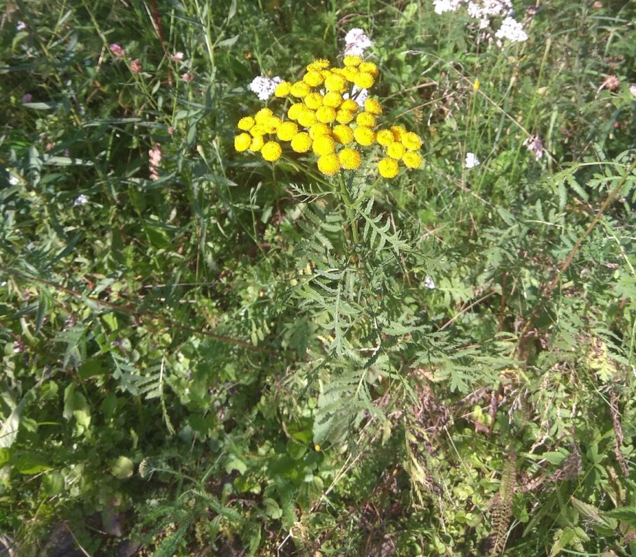 Пижма Фармакогнозия