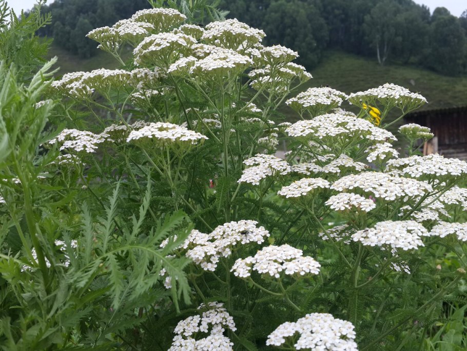 Тысячелистник пижмолистный