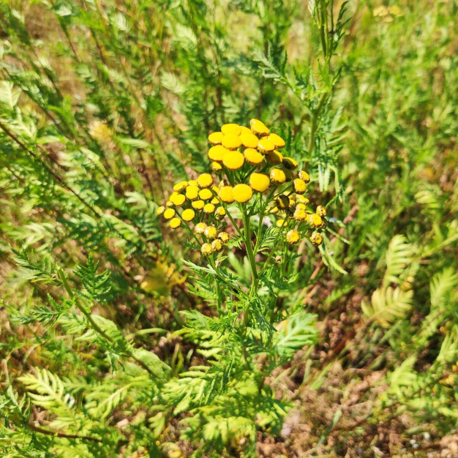 Танацетум пижма