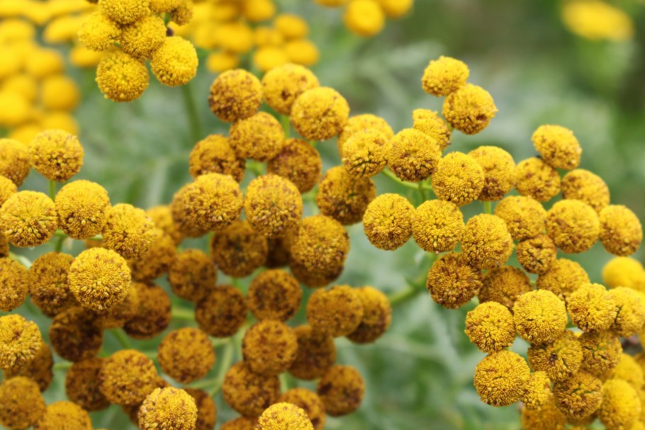 Пижма обыкновенная (Tanacetum vulgare)