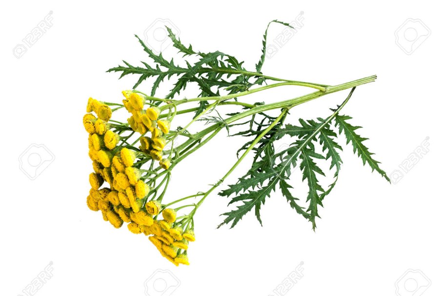 Пижма обыкновенная нарисовать