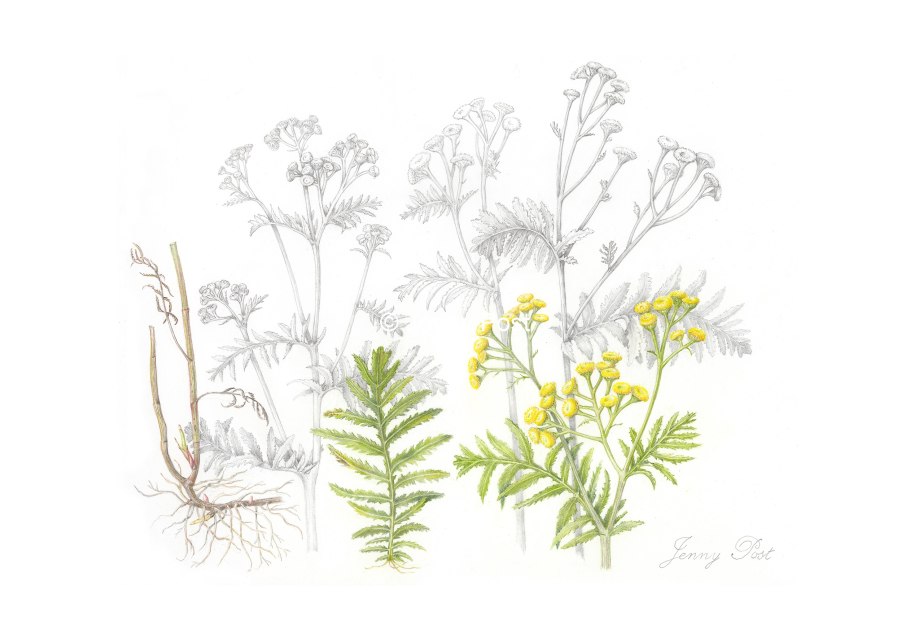 Пижма Хараджана (Tanacetum haradjanii).