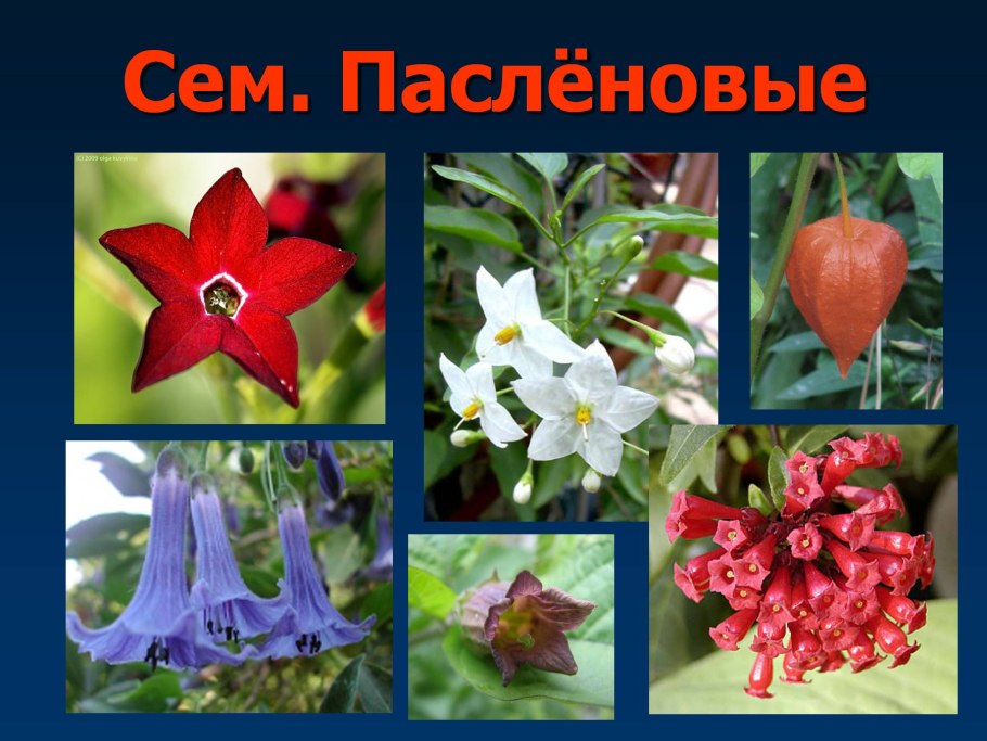 Паслен картофельная лоза