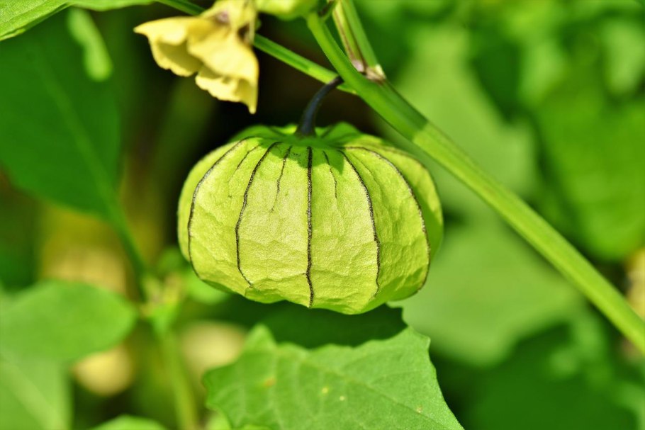 Цифомандра абутилоновидная