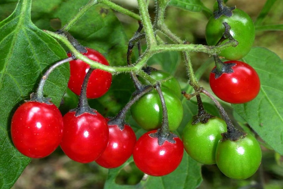 Паслен черный гербарий