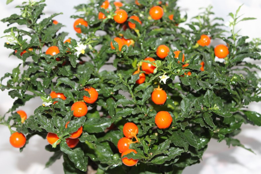 Capsicum annuum Ботаническая иллюстрация