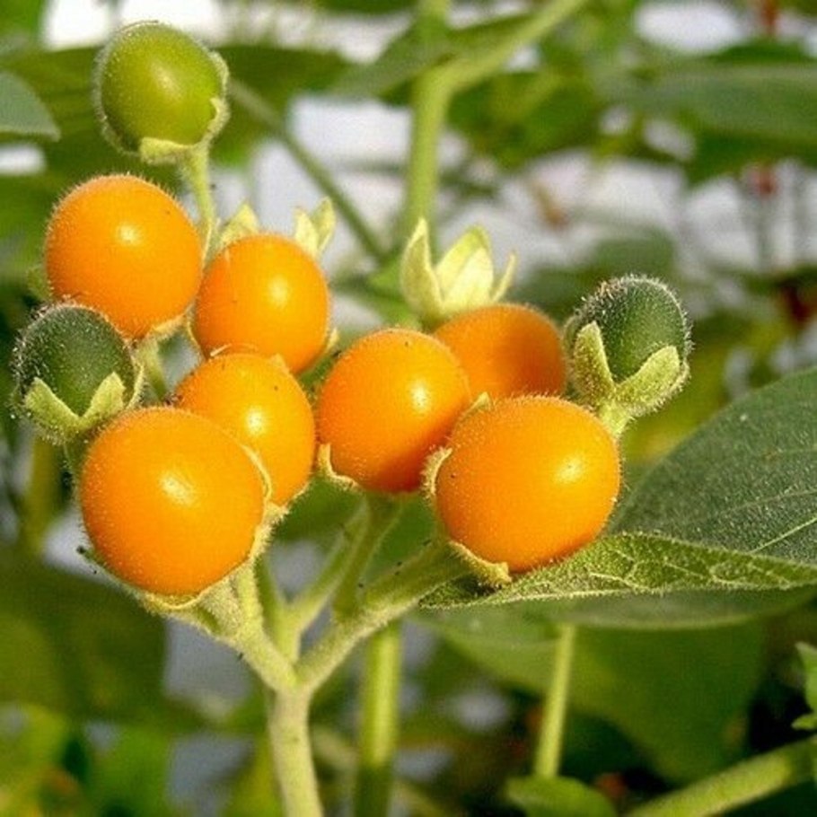 Паслен сладко-Горький (Solanum Dulcamara)