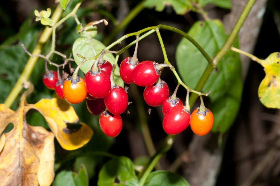 Паслен ботаника