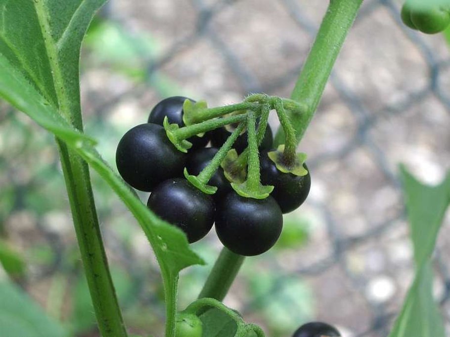 Capsicum annuum Ботаническая иллюстрация