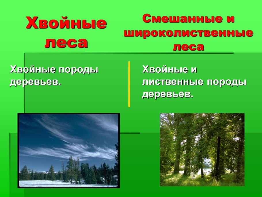 Смешанные и широколиственные леса приспособления растений