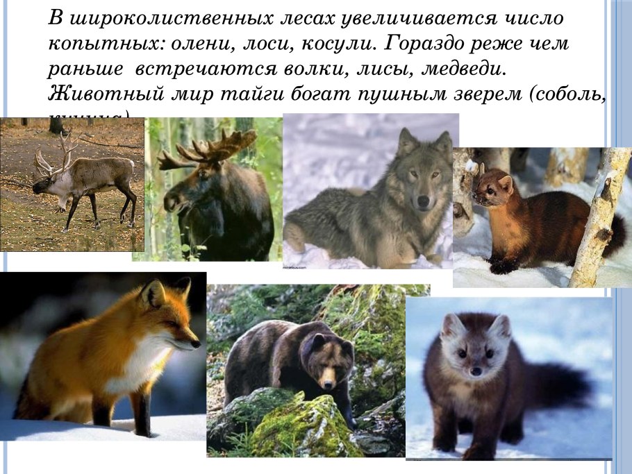 Кого можно встретить в лесу