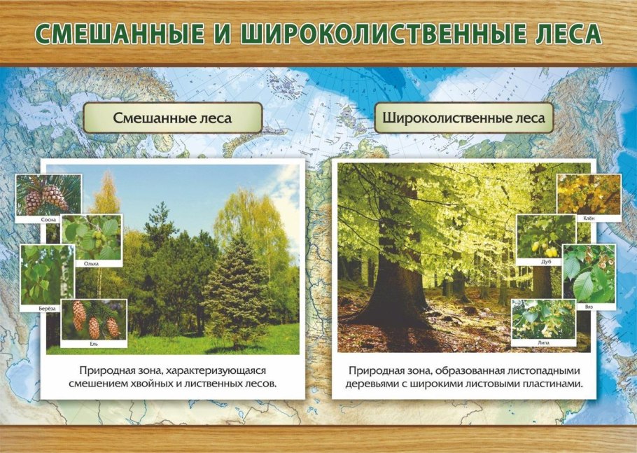 Зона лесов Тайга смешанные леса широколиственные