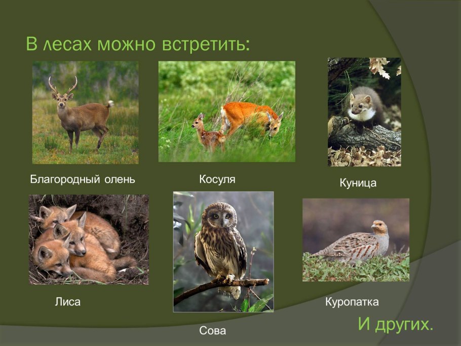 Широколиственный лес деревья