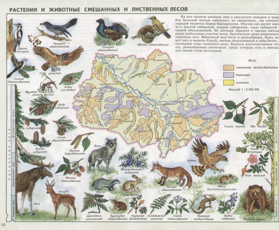 Природные зоны для дошкольников