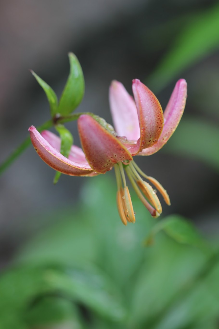 Лилия мартагон корсаж