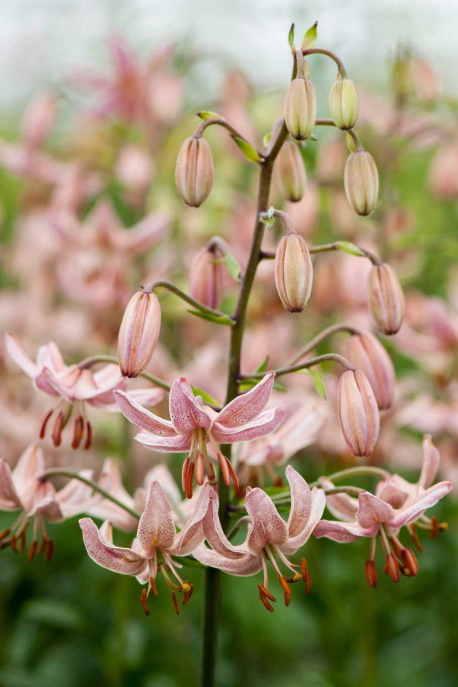 Лилия Фейри морнинг