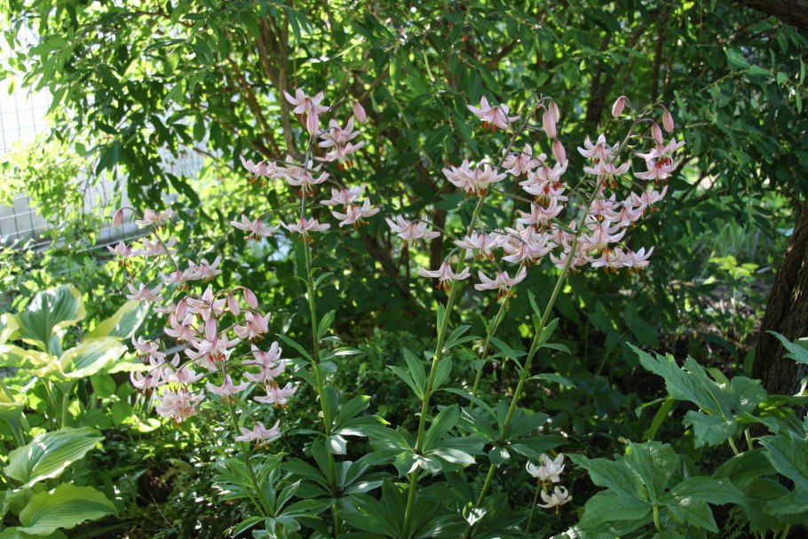 Лилия мартагон Pink morning