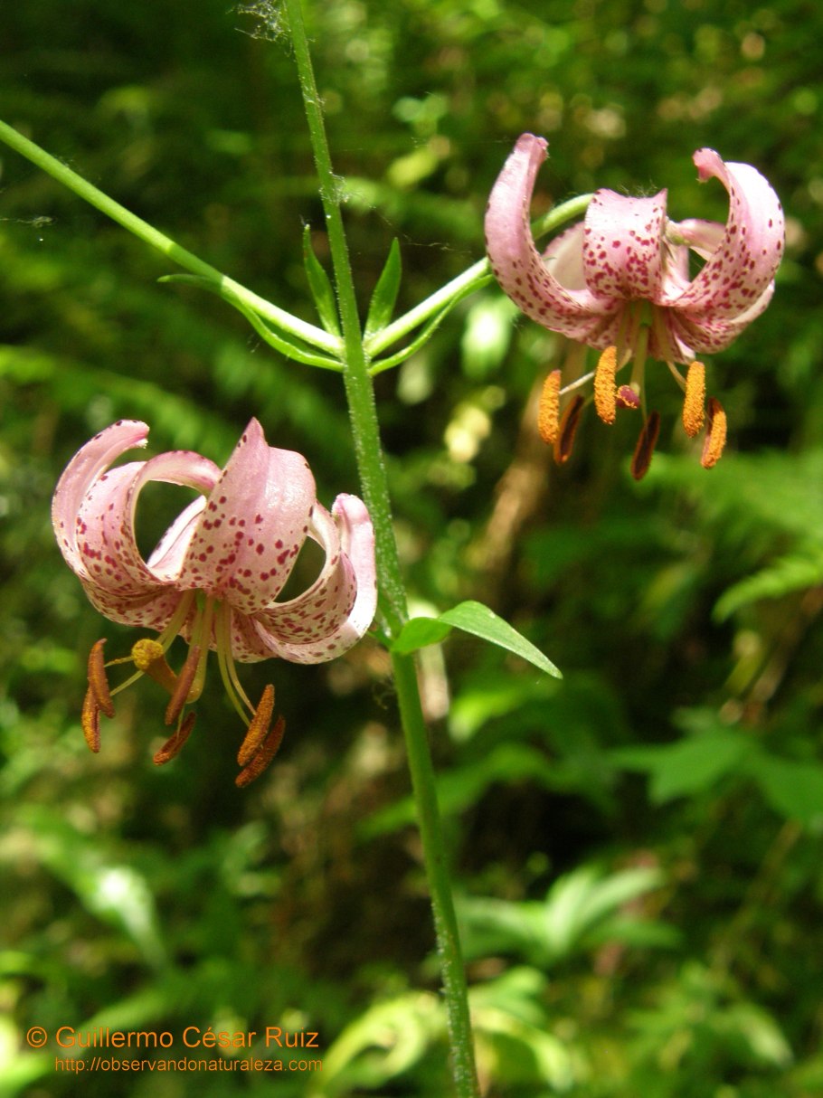 Мартагон Пинк Монинг