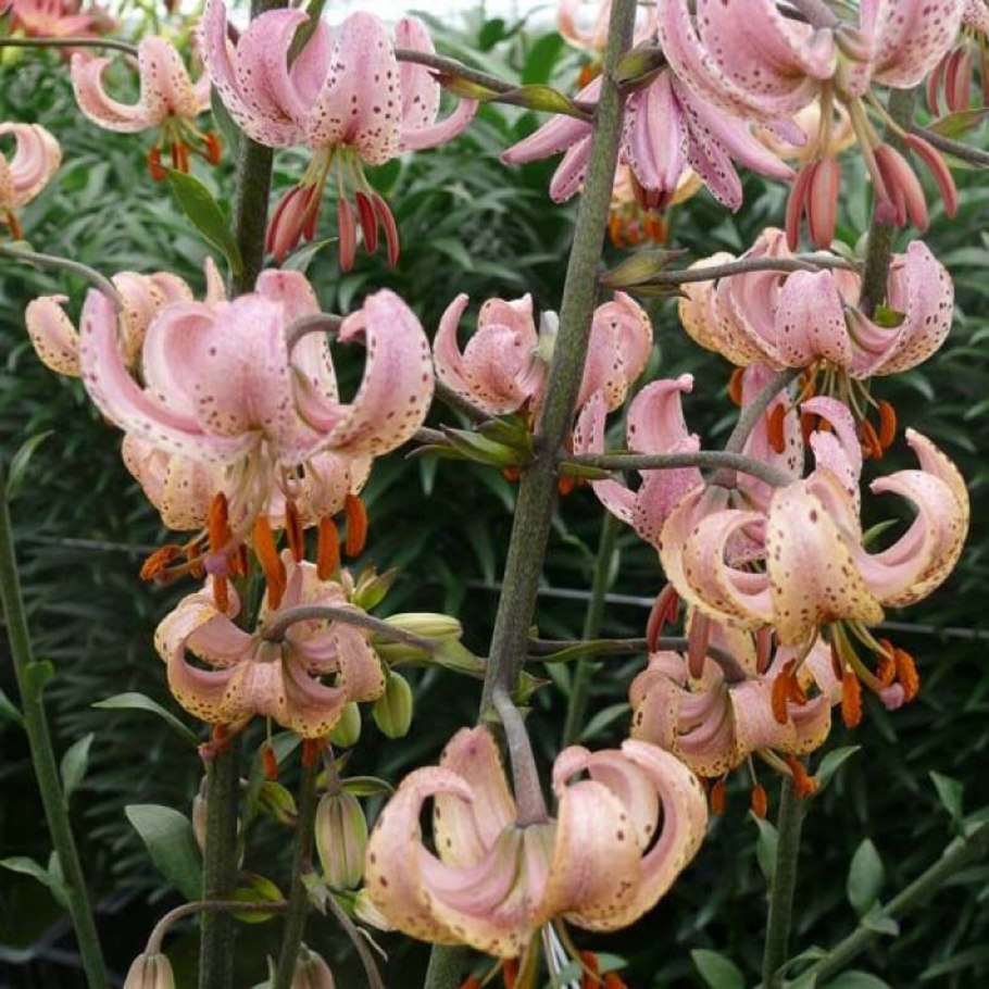 Лилия мартагон Pink morning