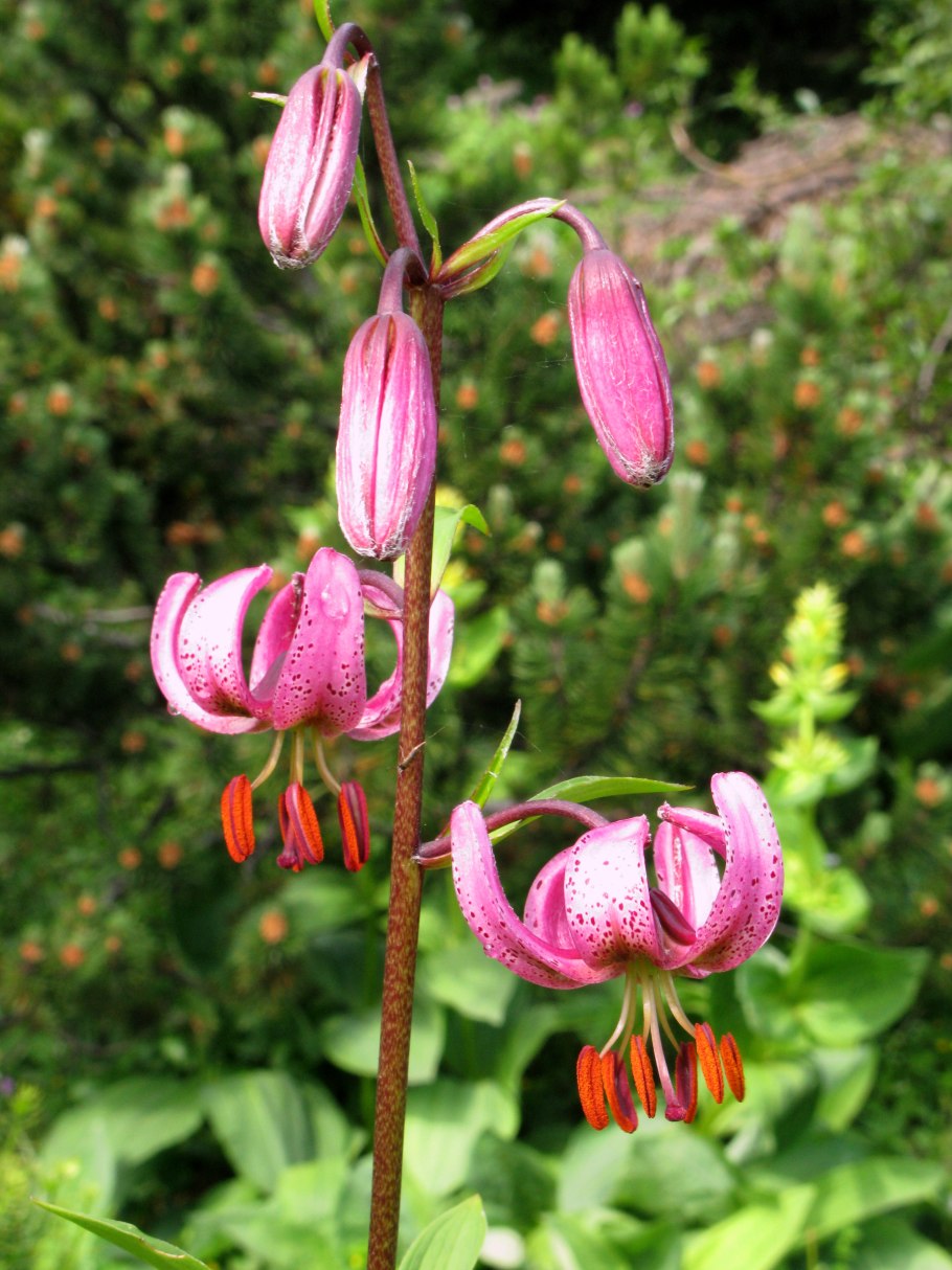 Сколько видов рода Lilium обитает в Кемеровской области?