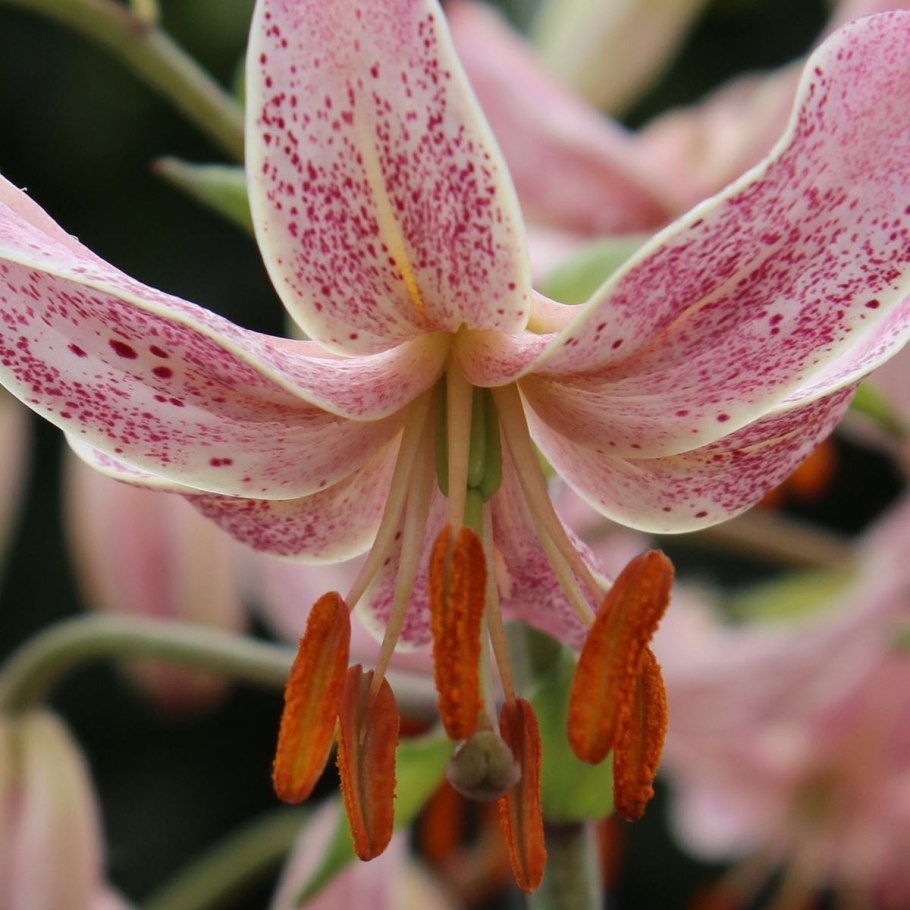 Лилия Lilium 'Claude Shride'