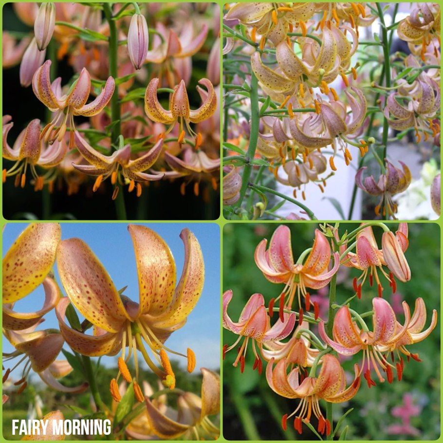 Лилия мартагон Fairy morning