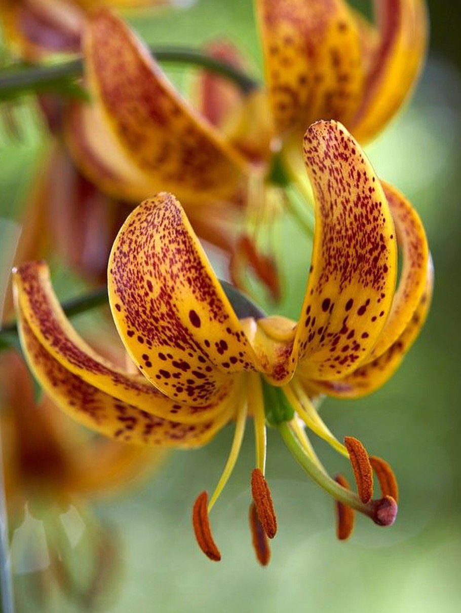 Авито мартагоны