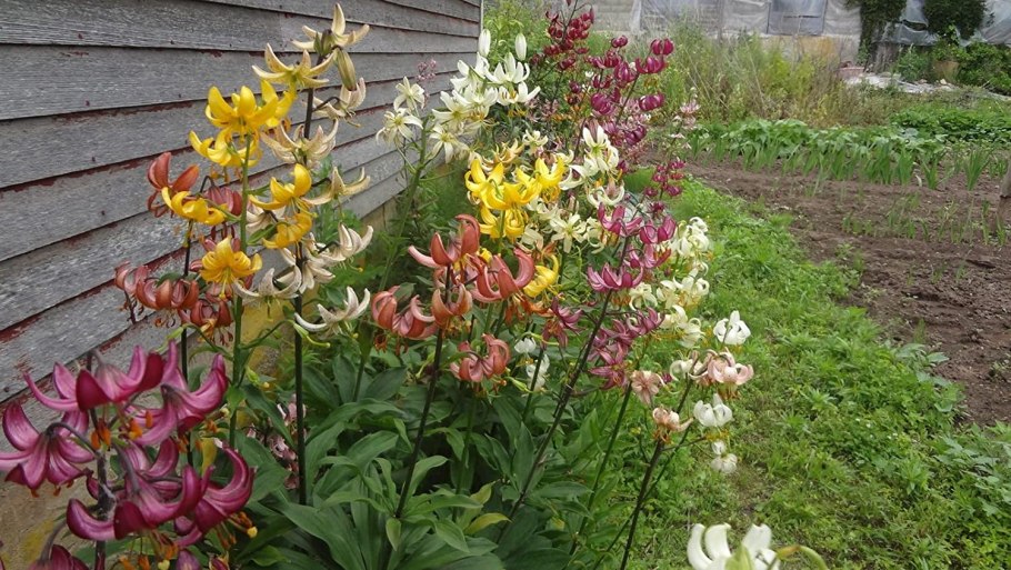 Лилия Сноу морнинг