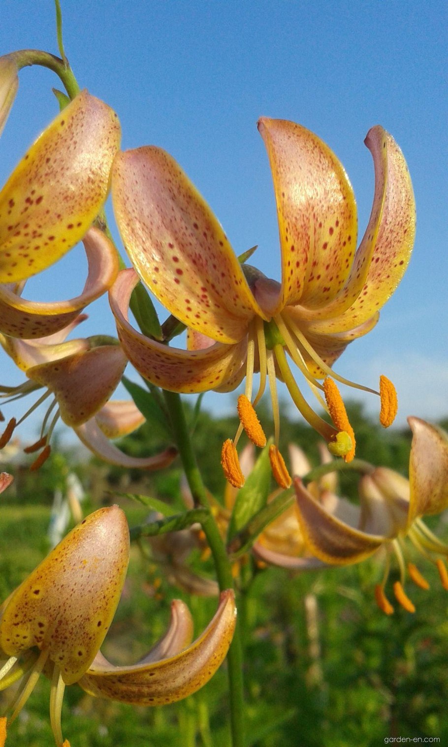 Лилия мартагон альбум