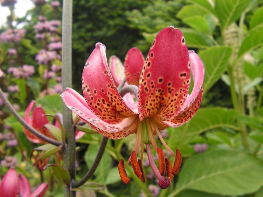 Лилия Манитоба морнинг